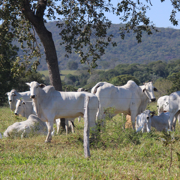 Brangus cattle