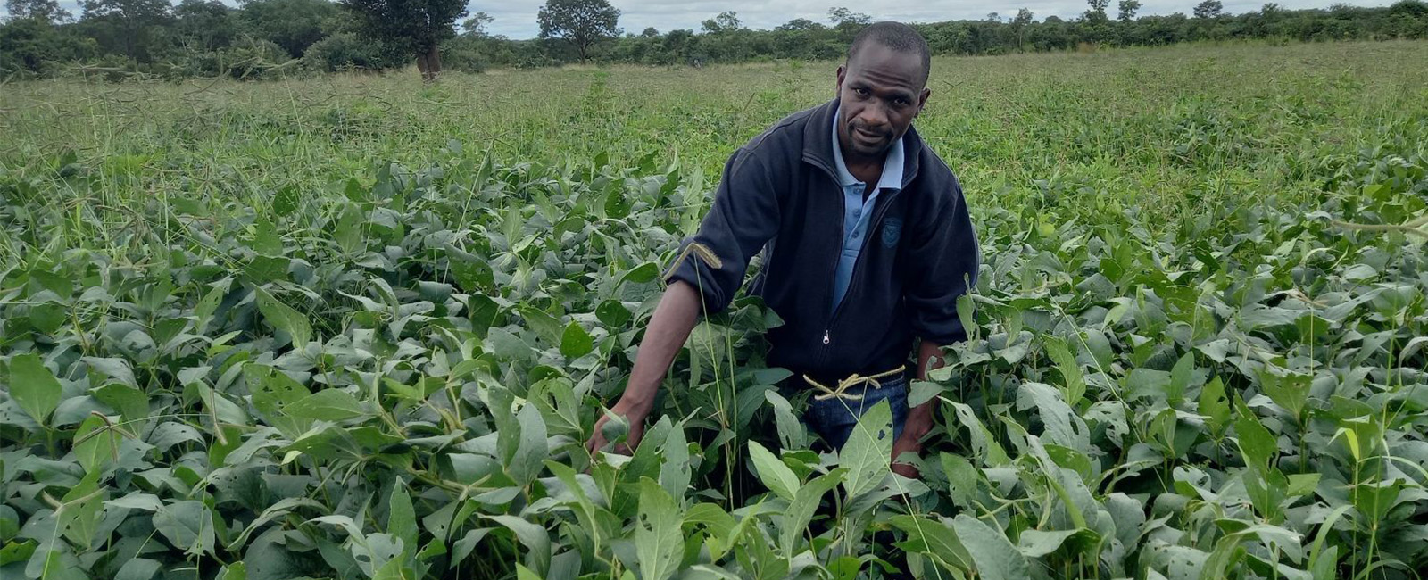 African bean field